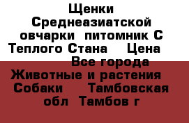 Щенки Среднеазиатской овчарки (питомник С Теплого Стана) › Цена ­ 20 000 - Все города Животные и растения » Собаки   . Тамбовская обл.,Тамбов г.